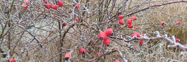 rote Hagebutten hängen an einem winterlichen Strauch im Reif